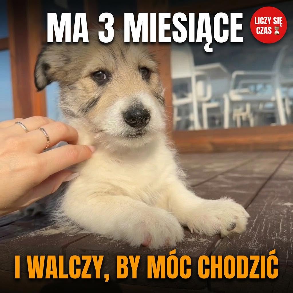 Szczeniak Lucky na drewnianym tarasie — ma 3 miesiące i walczy o możliwość chodzenia