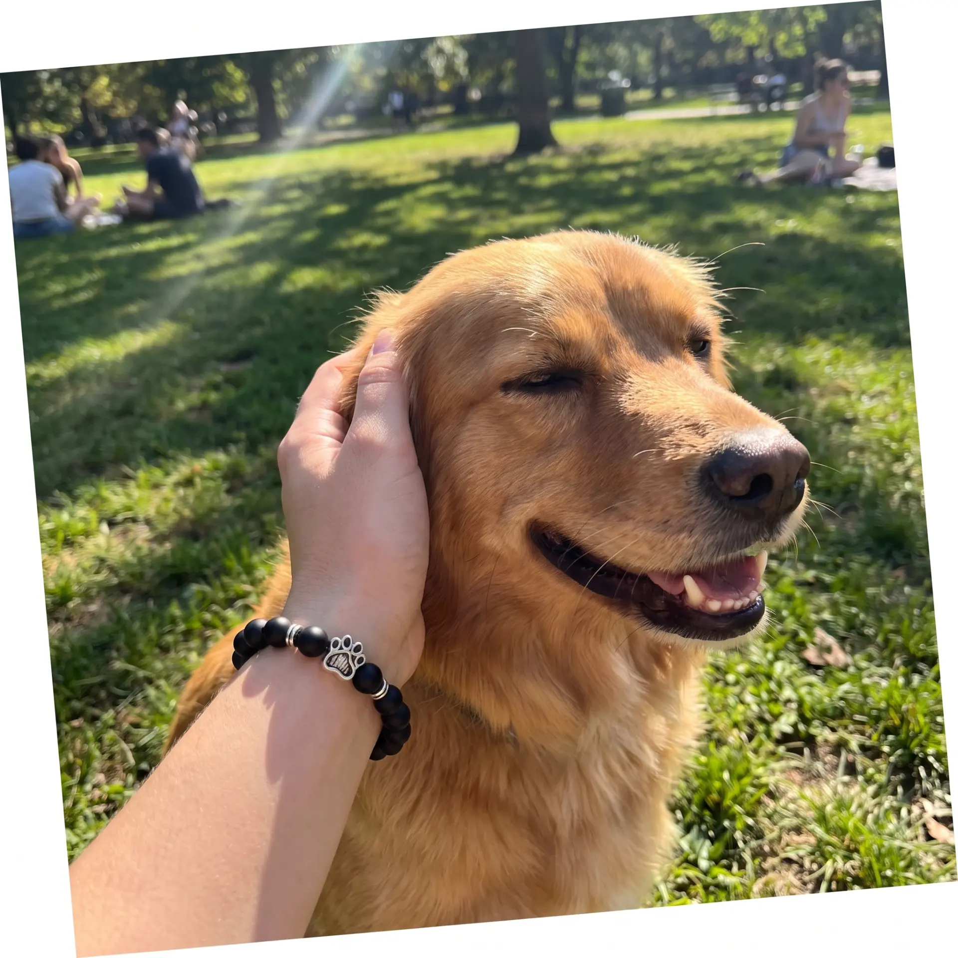 Dłoń z bransoletką Nasza Łapa głaszcze golden retrievera w parku